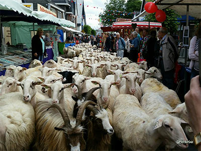 Geschoren schapen terug naar de kooi